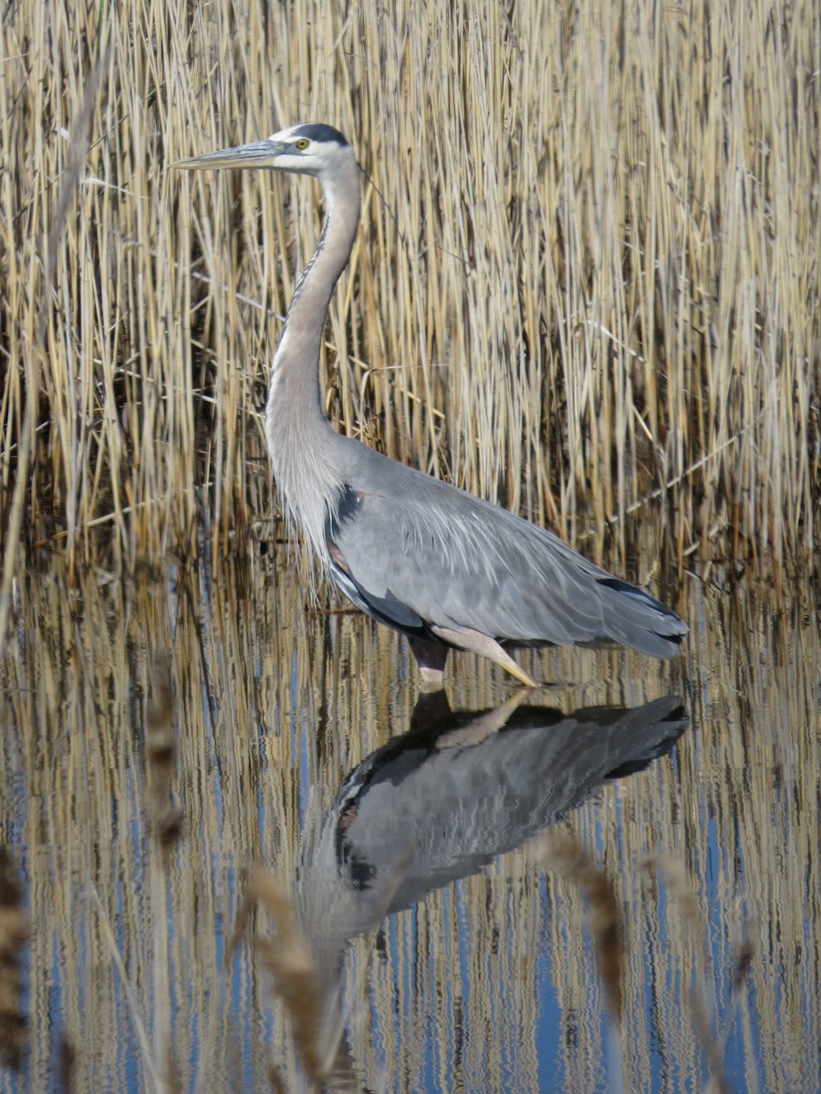 Great Blue Heron - ML61401051