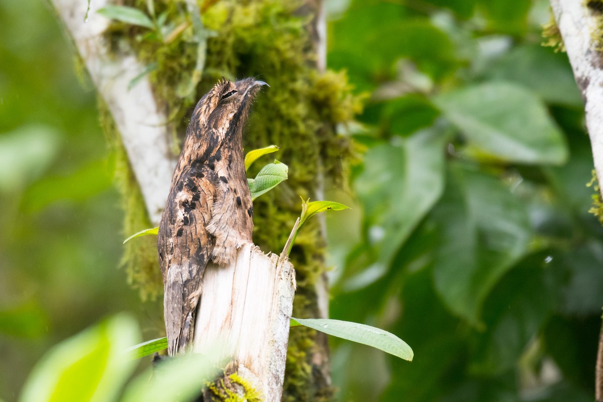 Common Potoo - Ian Hearn