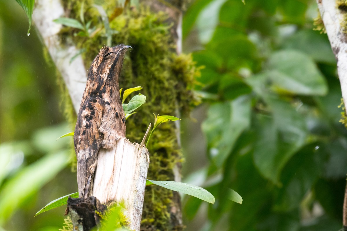 Common Potoo - Ian Hearn