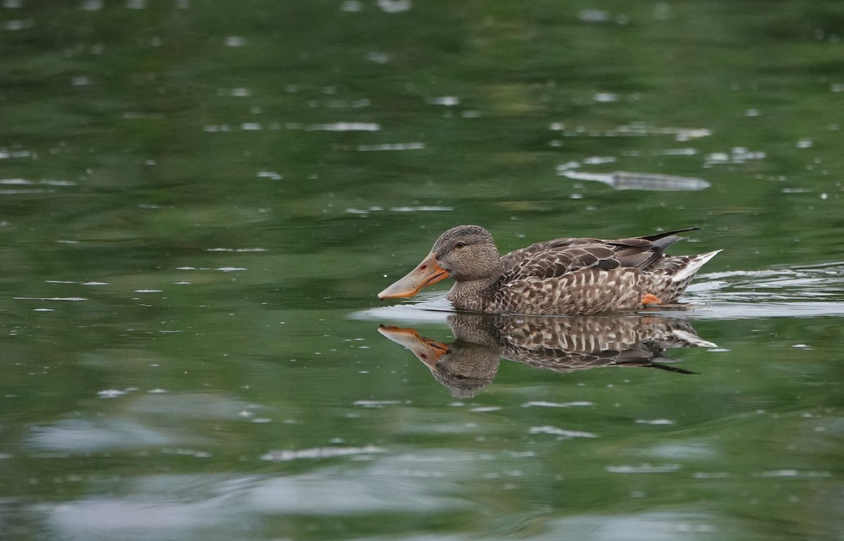 Canard souchet - ML614010517