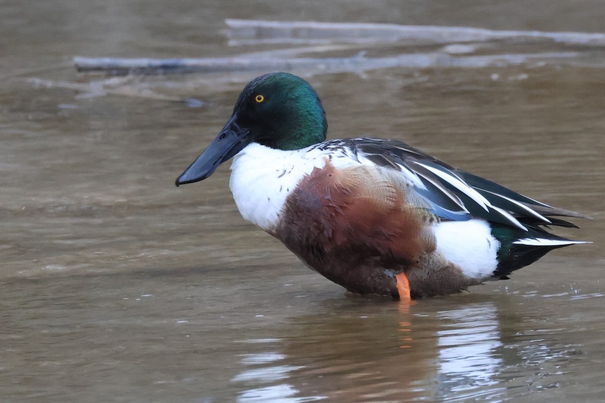 Northern Shoveler - ML614010556