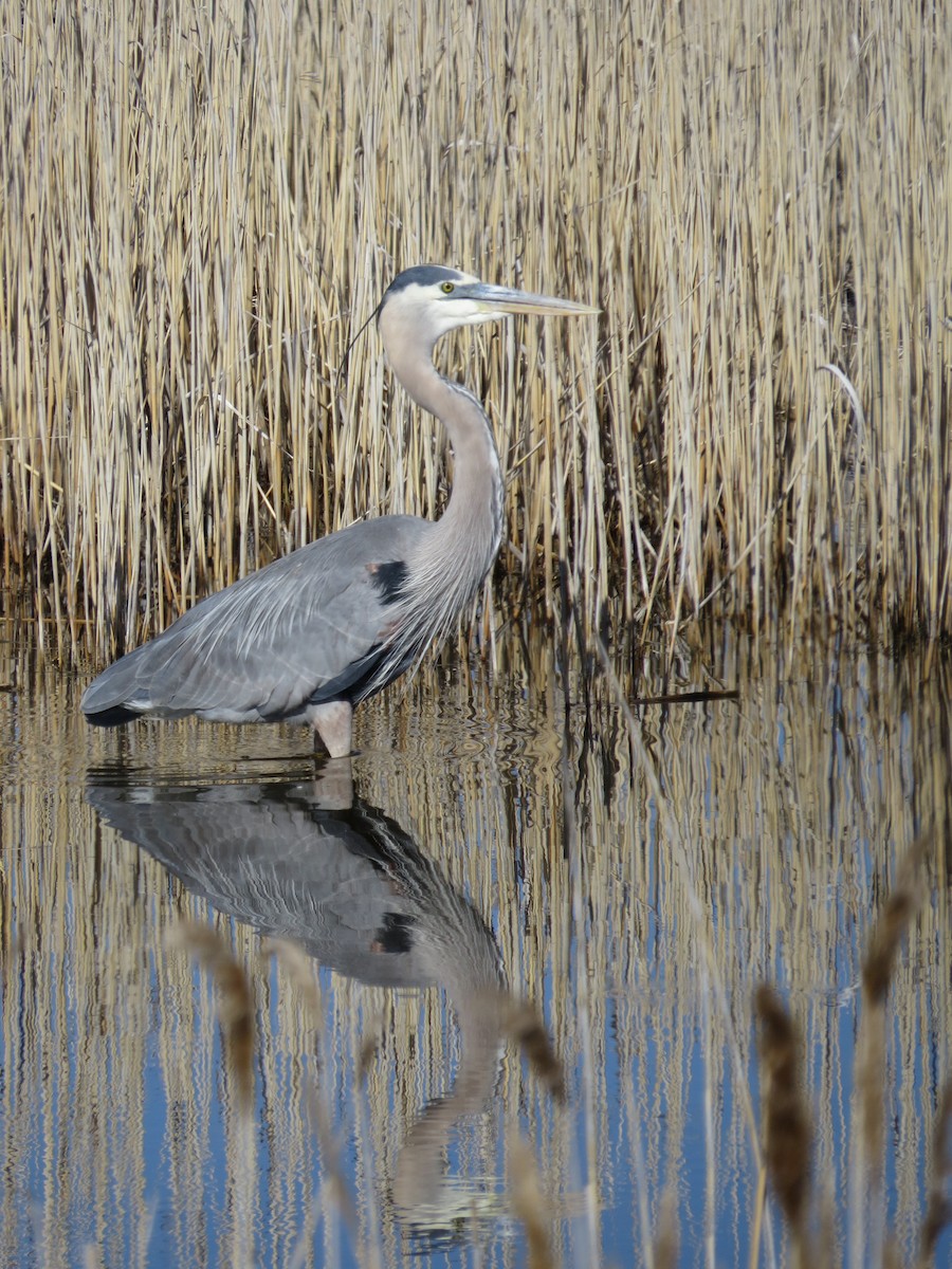 Great Blue Heron - ML61401061