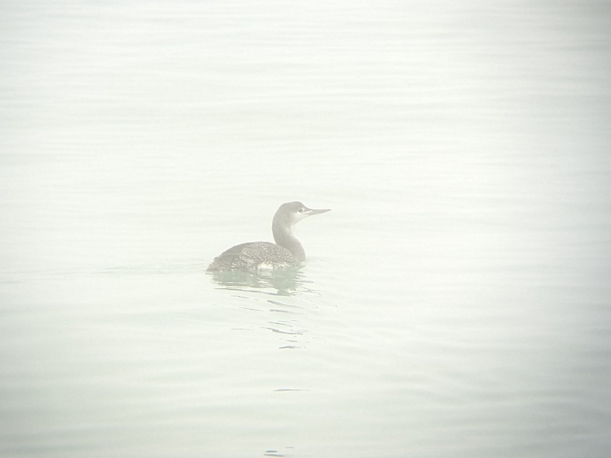Red-throated Loon - ML614010676