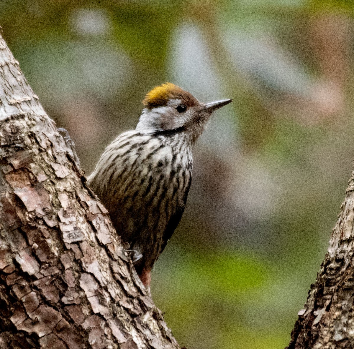 Brown-fronted Woodpecker - Alok Jaimal