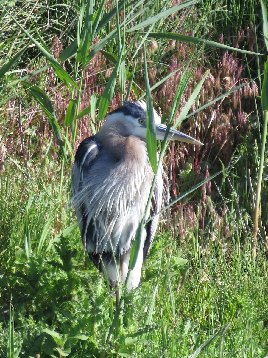 Great Blue Heron - ML61401071