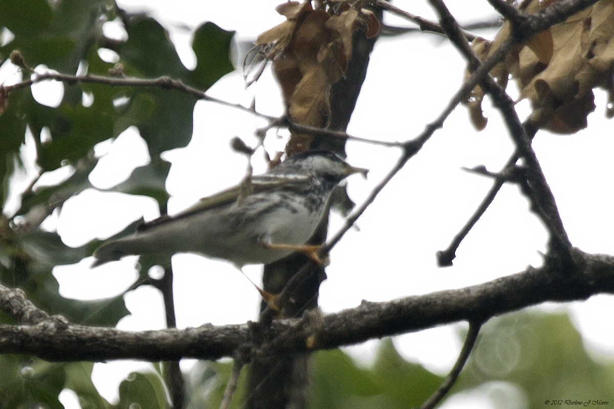 Blackpoll Warbler - Darlene J McNeil