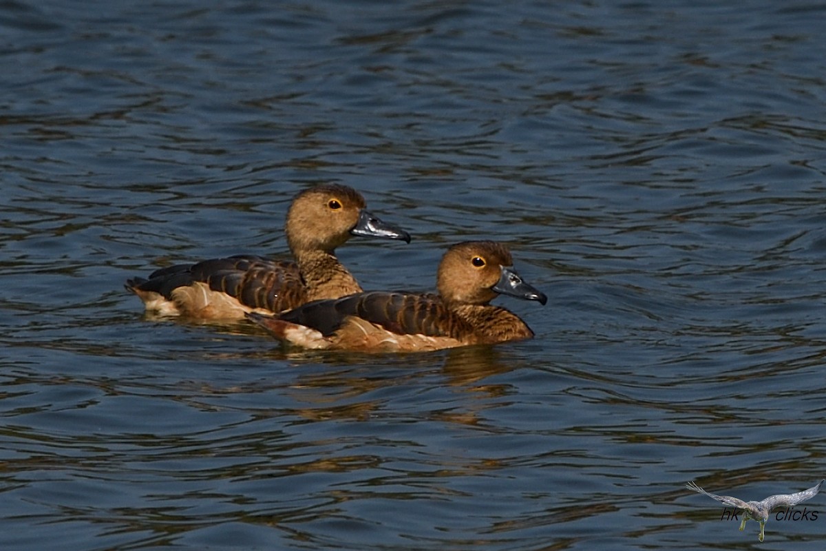 Lesser Whistling-Duck - HARISH K