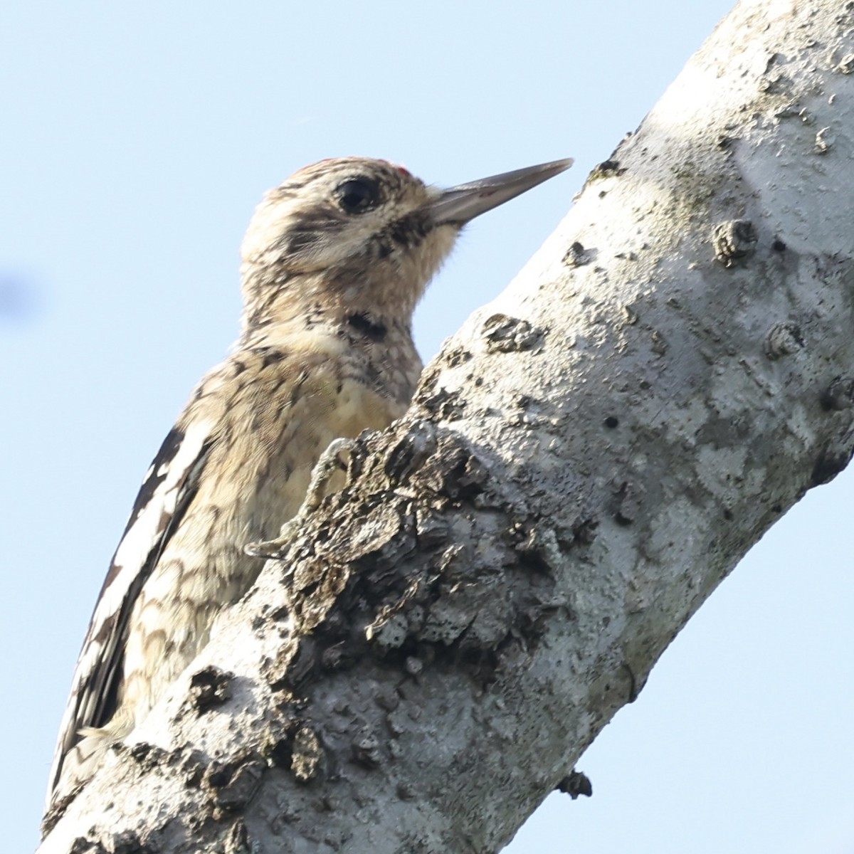 Yellow-bellied Sapsucker - Glenn and Ellen Peterson