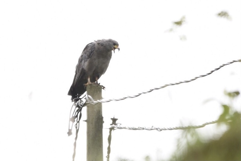 Chaco Eagle - Mario Campagnoli