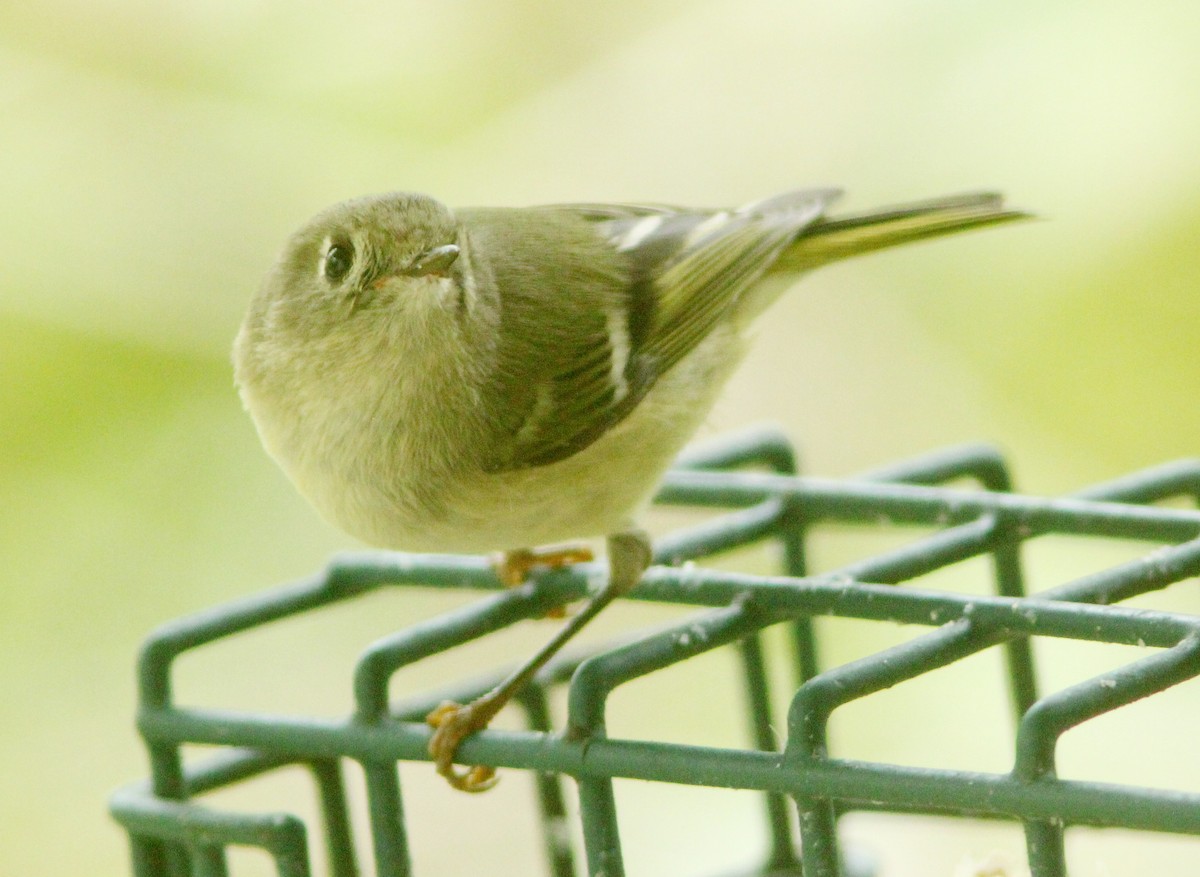 Ruby-crowned Kinglet - ML614011183