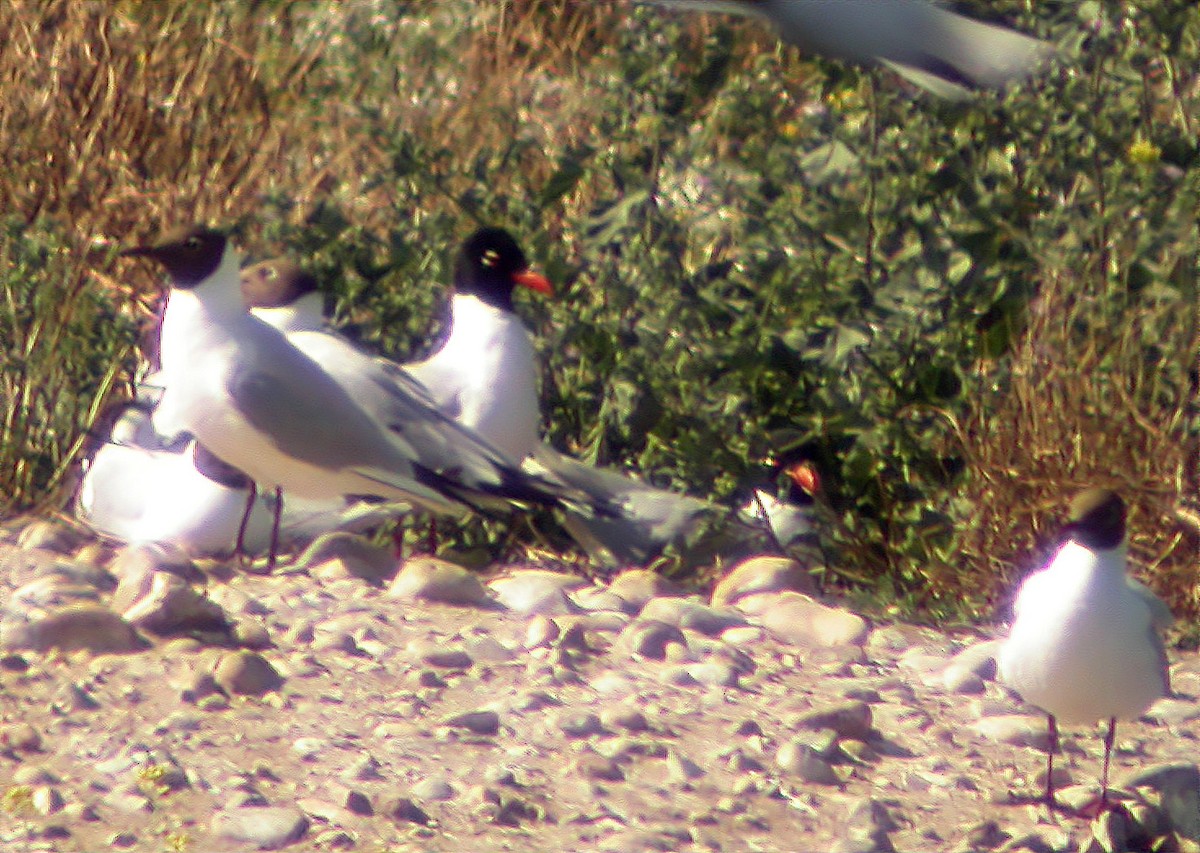 Mouette mélanocéphale - ML614011184