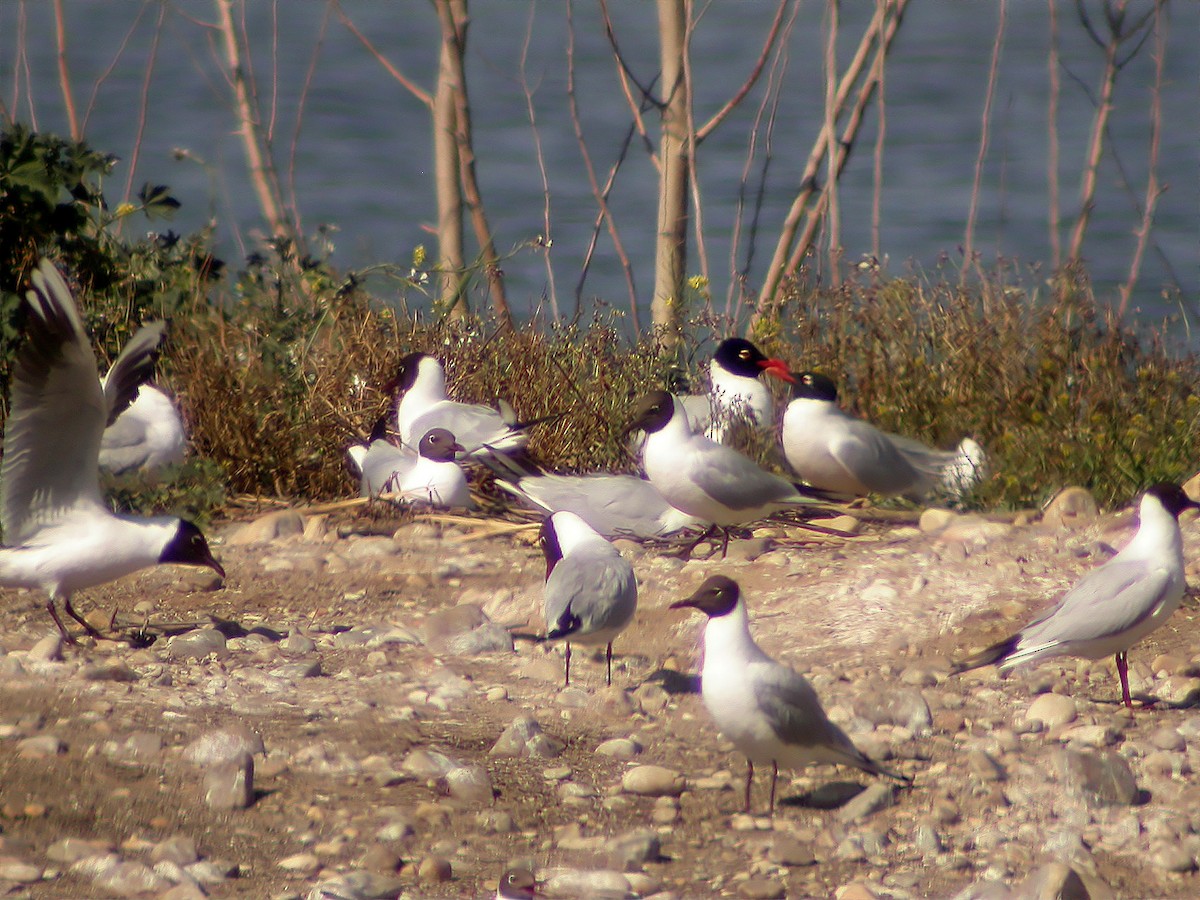 Mouette mélanocéphale - ML614011185