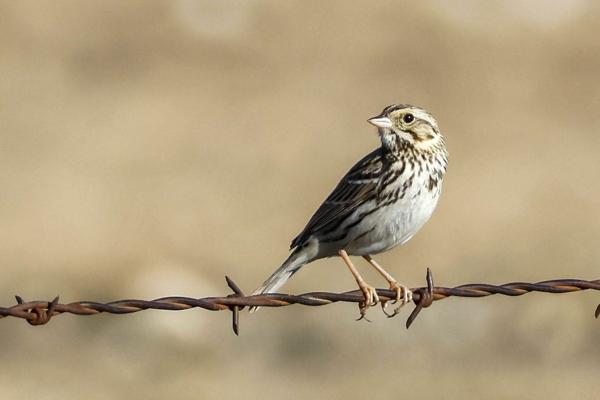 Savannah Sparrow (Savannah) - Parker Marsh