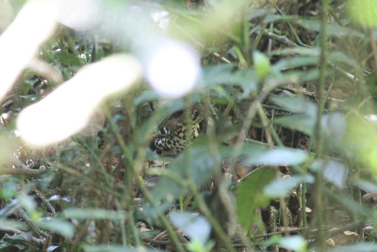 Spotted Ground-Thrush - ML614011214