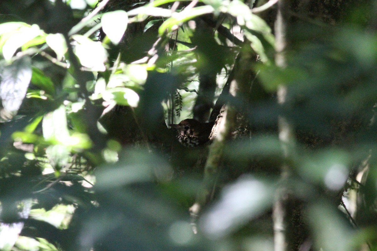 Spotted Ground-Thrush - ML614011215