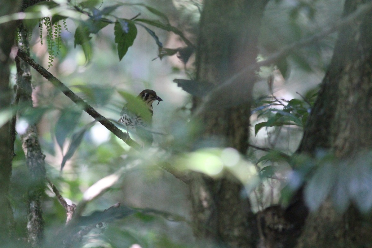 Spotted Ground-Thrush - ML614011216