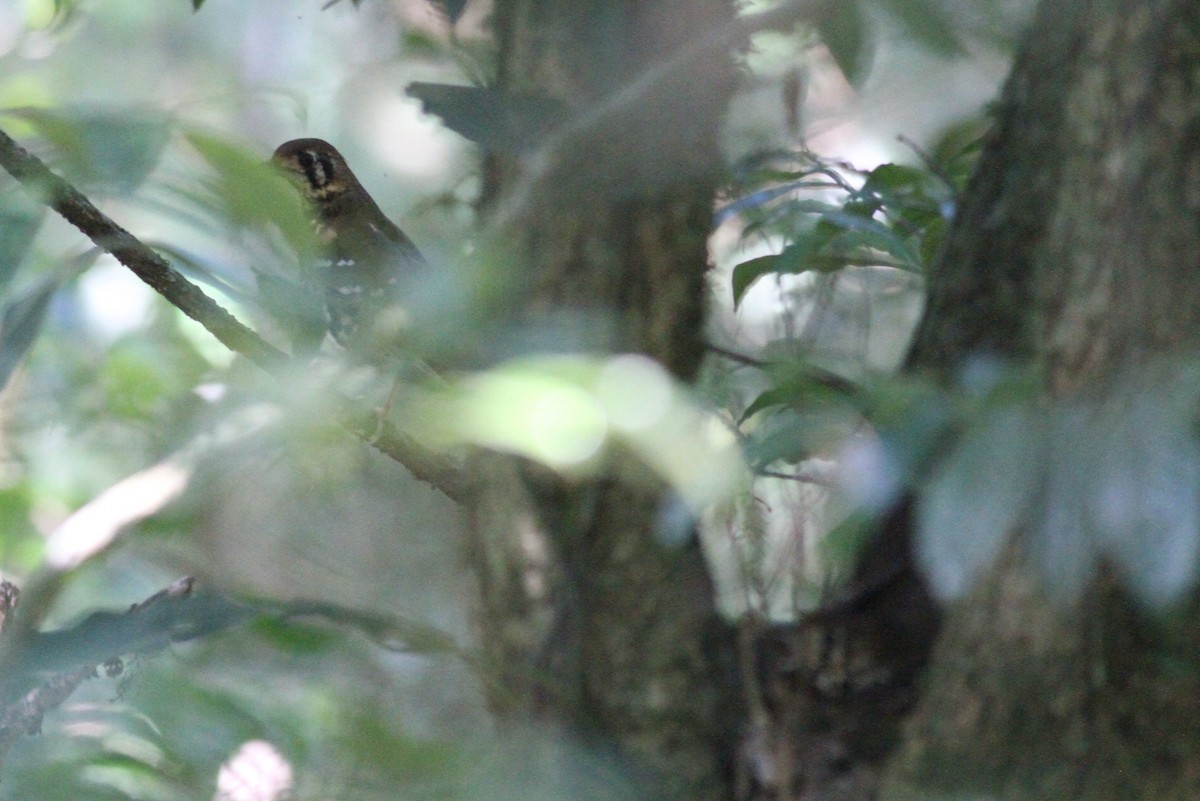 Spotted Ground-Thrush - ML614011217