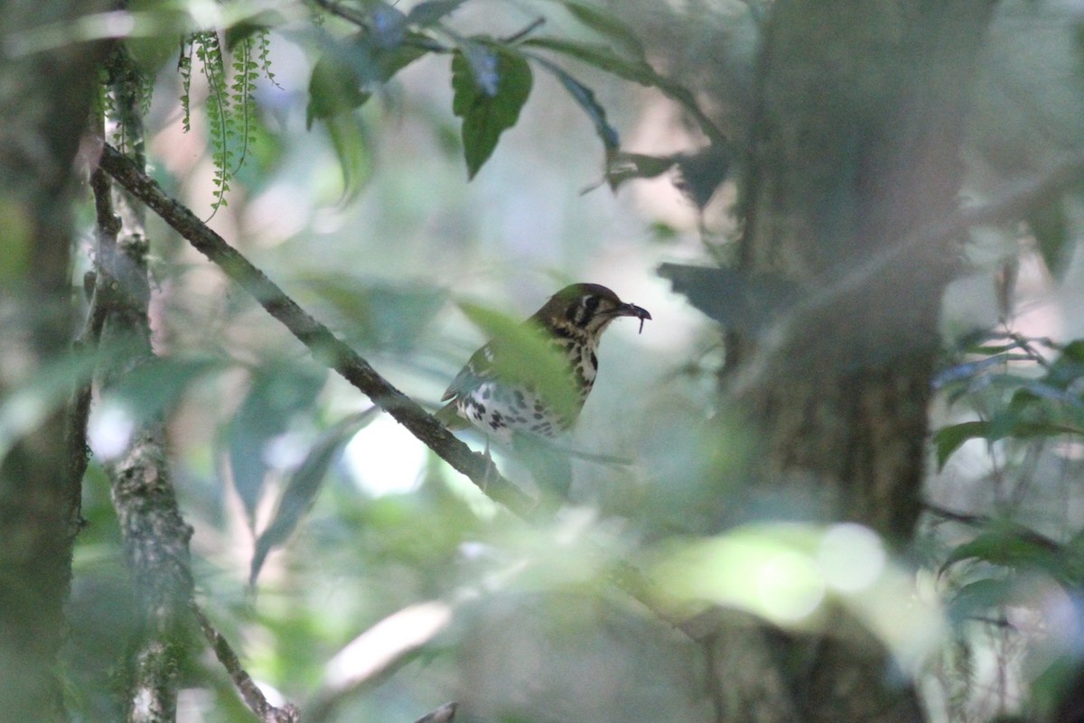 Spotted Ground-Thrush - Mathias D'haen