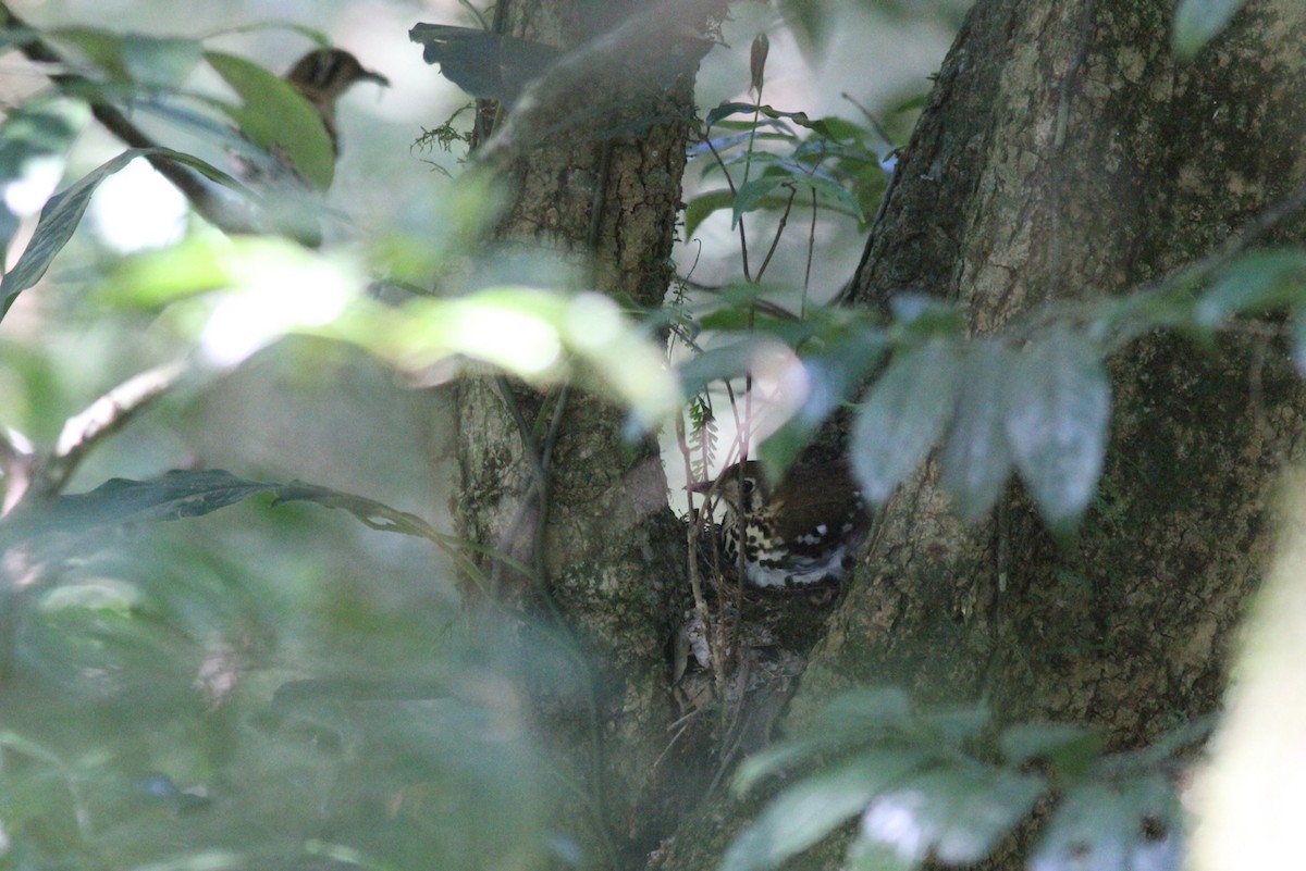 Spotted Ground-Thrush - ML614011219