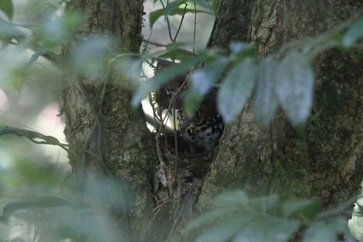 Spotted Ground-Thrush - ML614011220