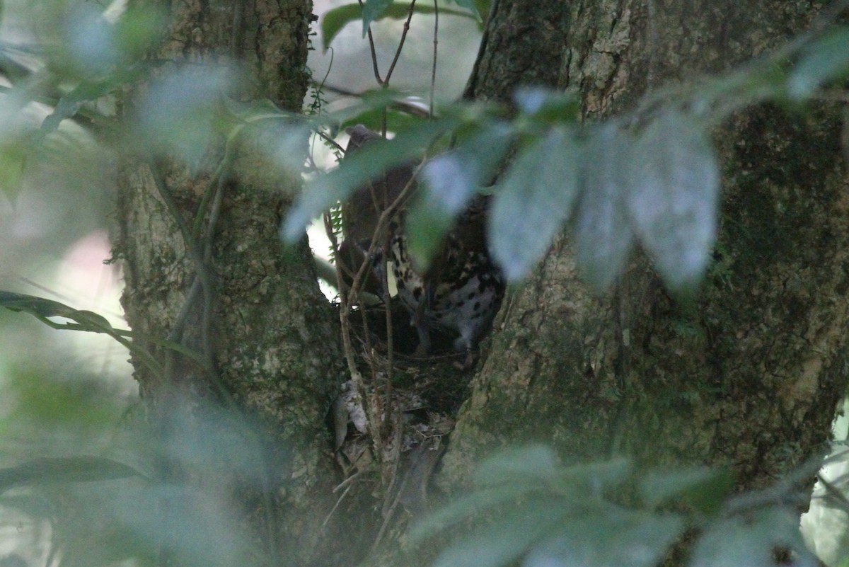 Spotted Ground-Thrush - Mathias D'haen