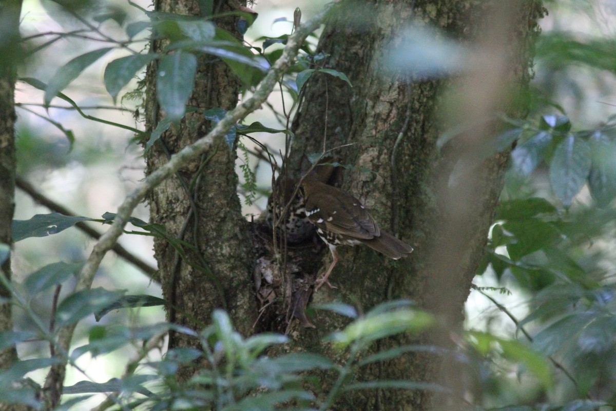 Spotted Ground-Thrush - ML614011222