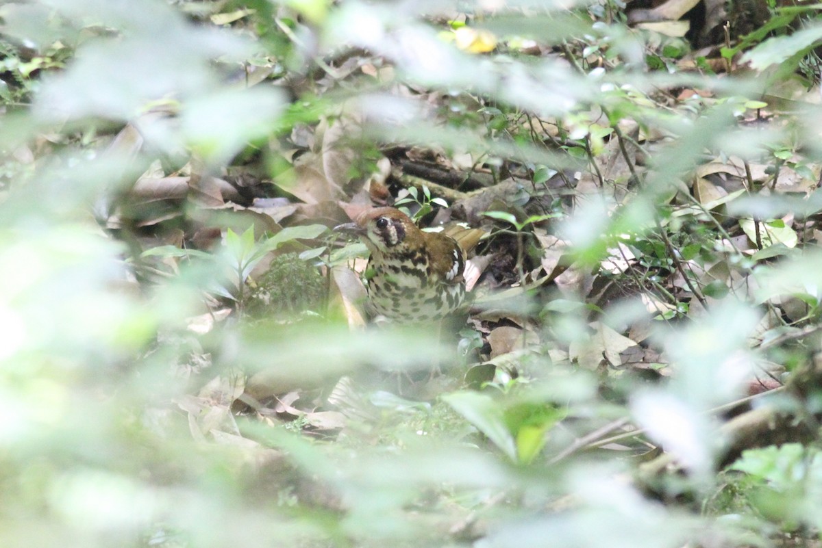 Spotted Ground-Thrush - ML614011223