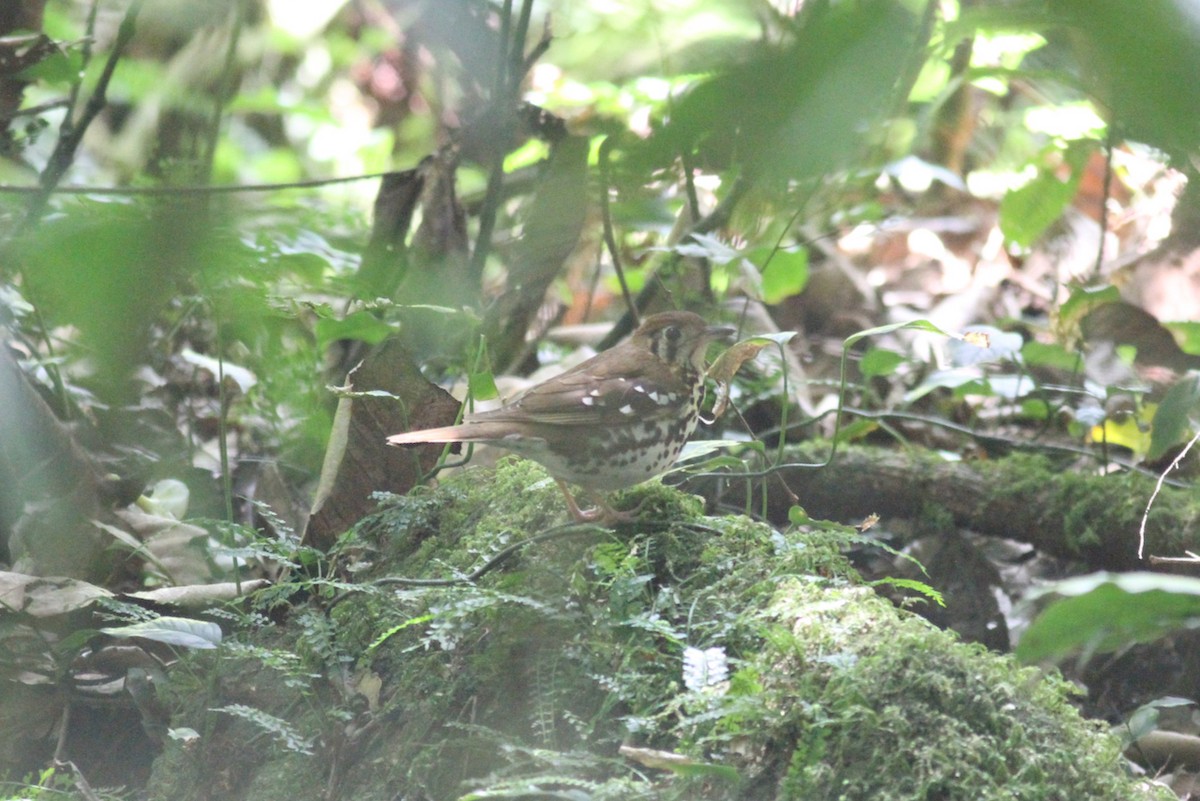 Spotted Ground-Thrush - ML614011224
