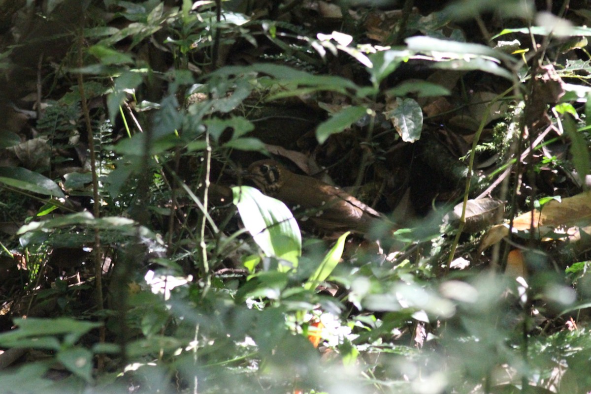 Spotted Ground-Thrush - ML614011225