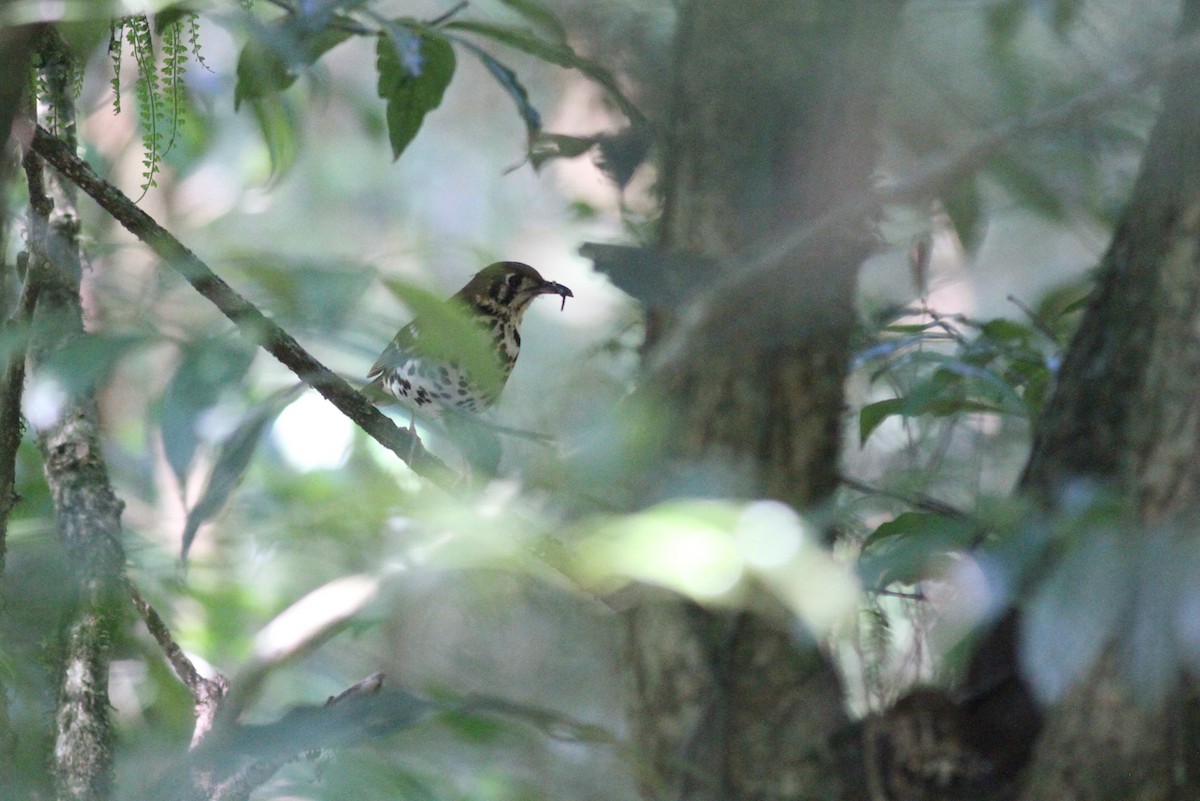 Spotted Ground-Thrush - ML614011226