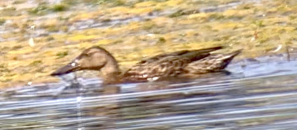 Australasian Shoveler - Jo Jo Doyle