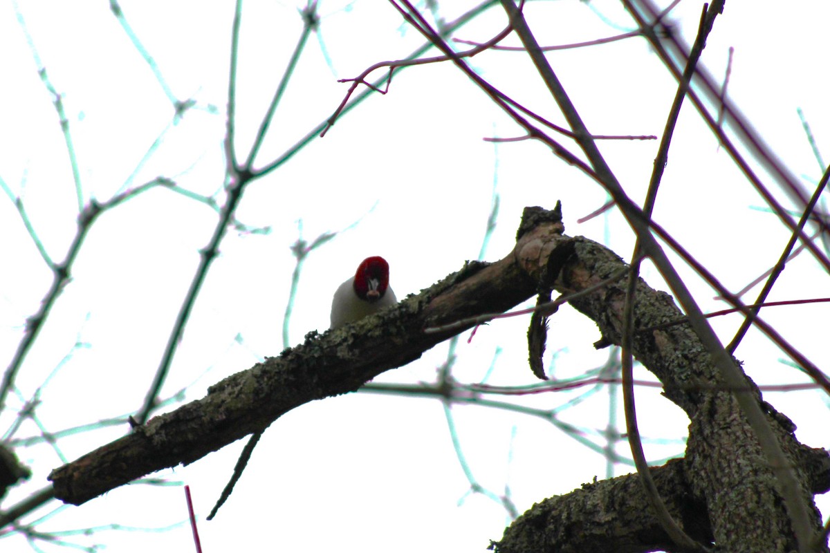 Red-headed Woodpecker - ML614011247