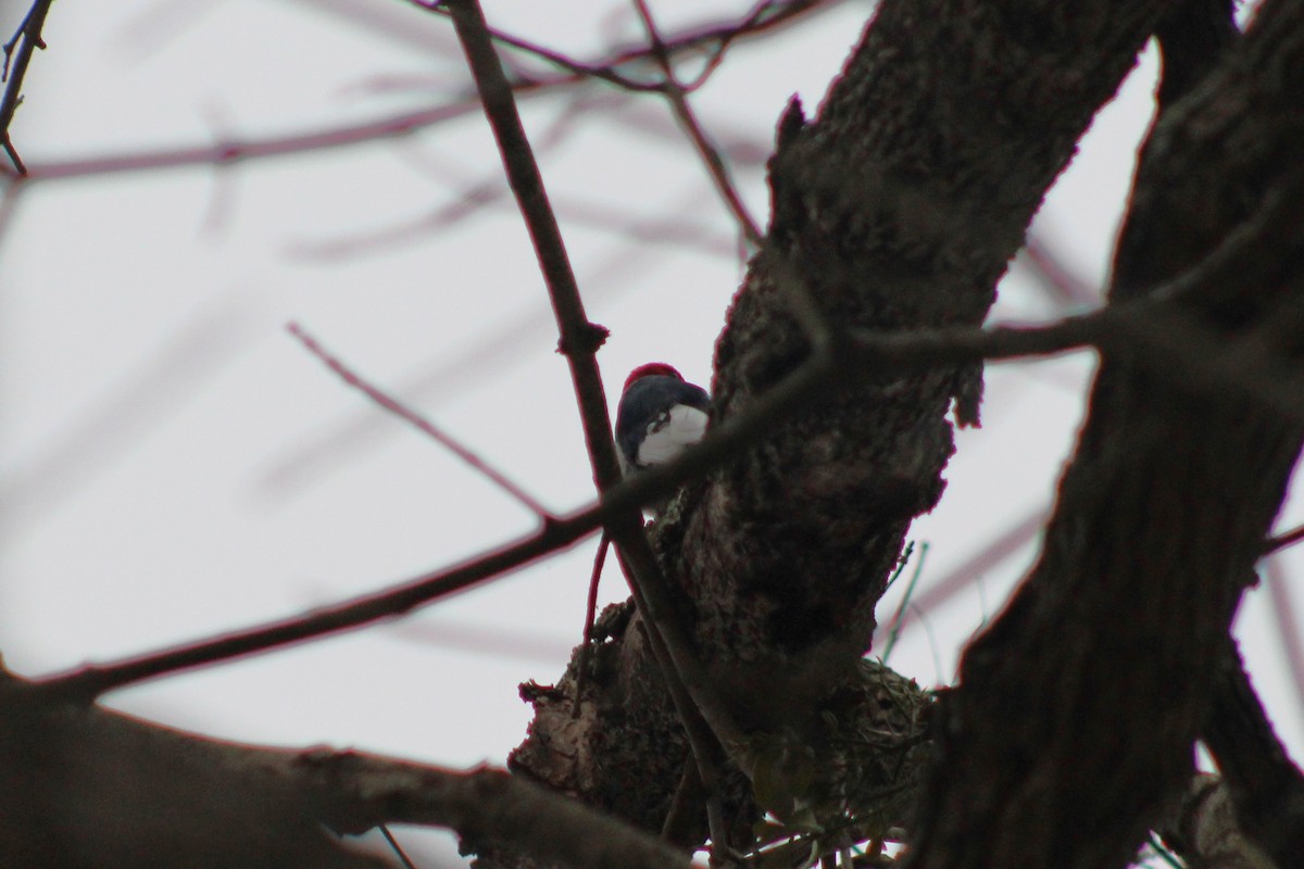 Red-headed Woodpecker - ML614011248