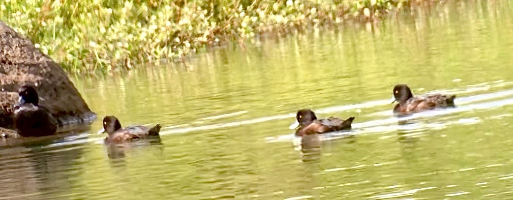 New Zealand Scaup - ML614011249