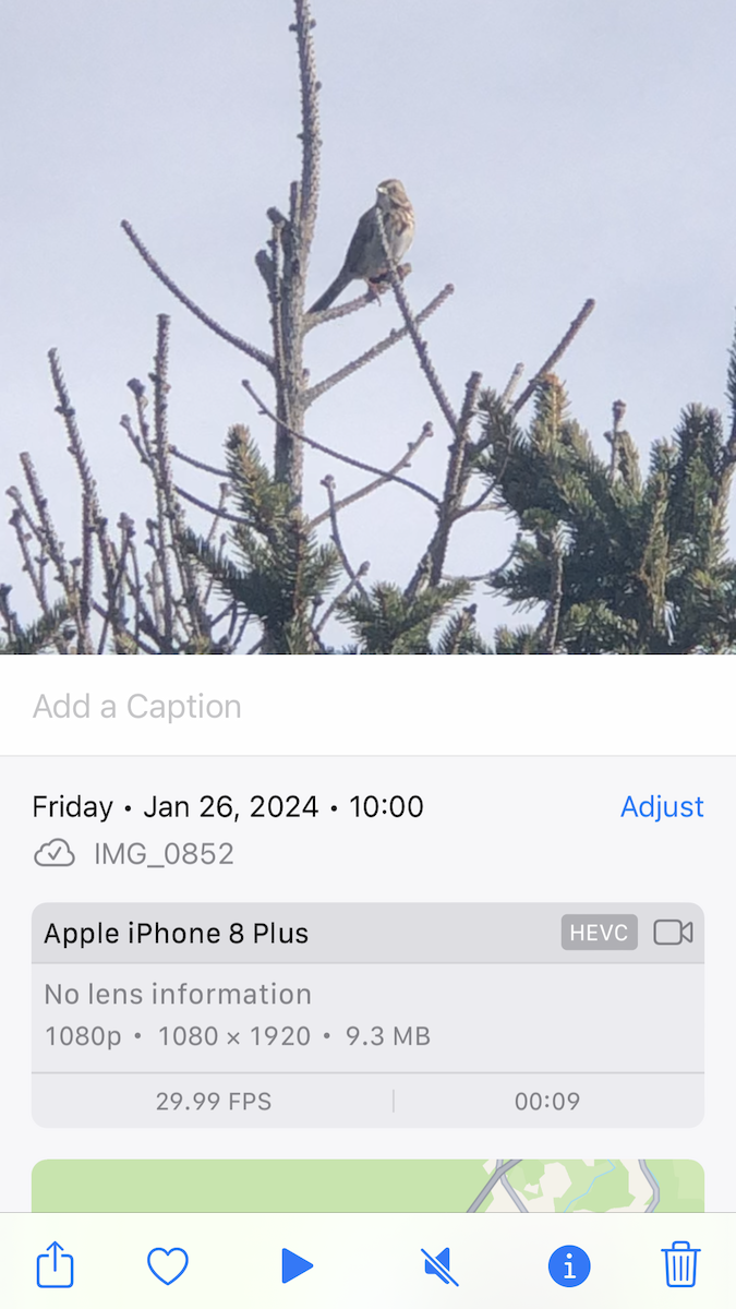 Song Sparrow - ML614011276