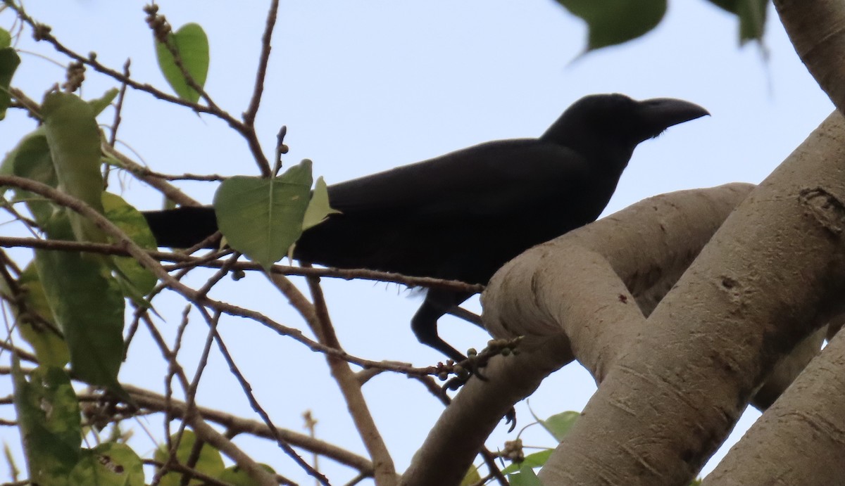 Large-billed Crow (Eastern) - ML614011286