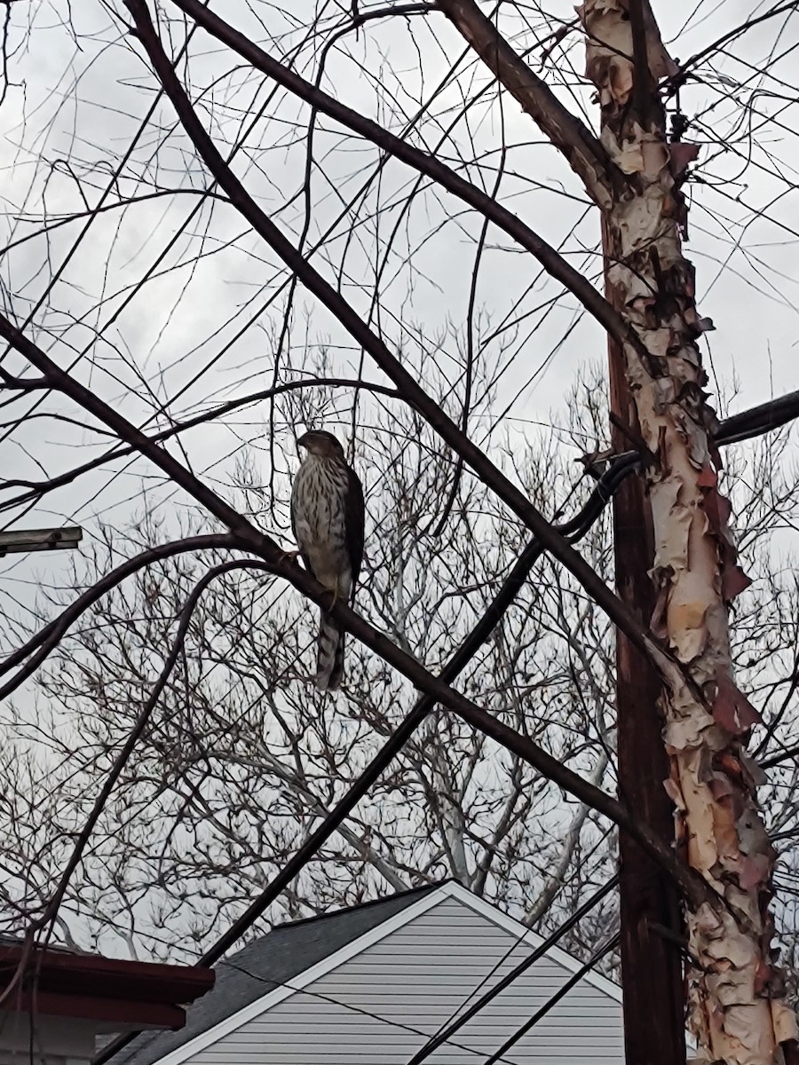 Cooper's Hawk - ML614011298