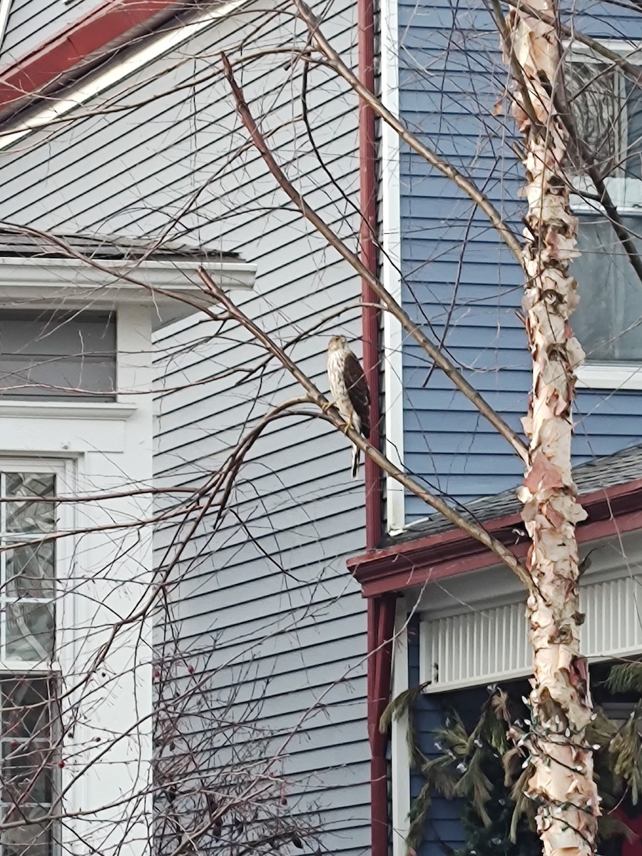 Cooper's Hawk - ML614011308