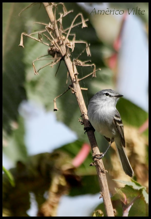 White-crested Tyrannulet (White-bellied) - ML61401131