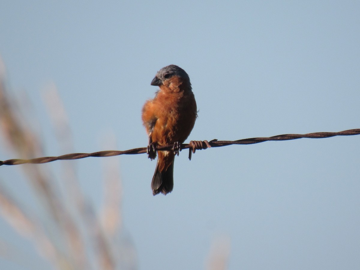 Rufous-rumped Seedeater - Matias Almeida