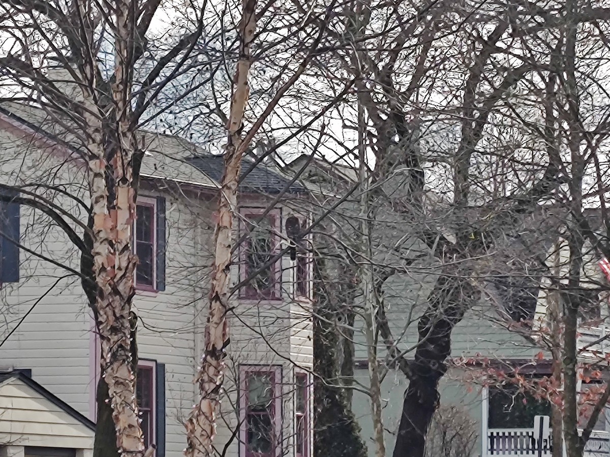 Cooper's Hawk - ML614011329