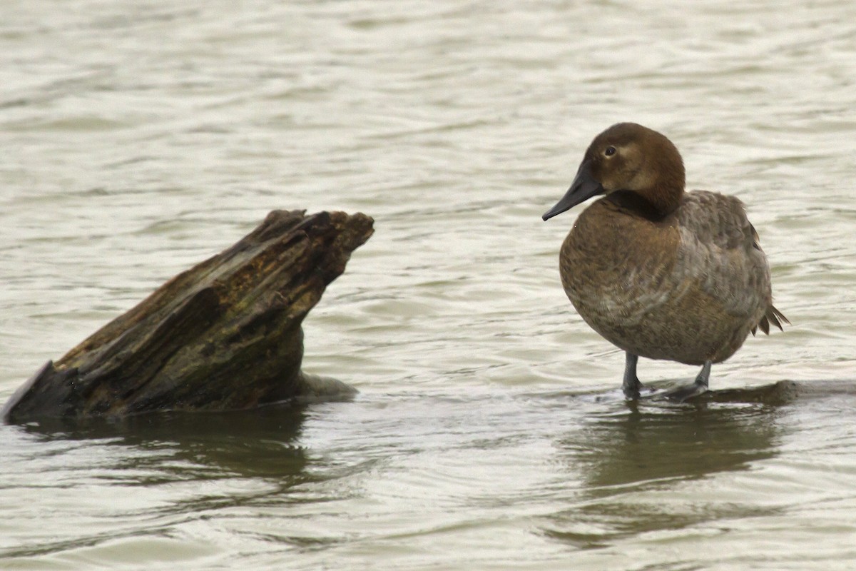 Canvasback - ML614011332