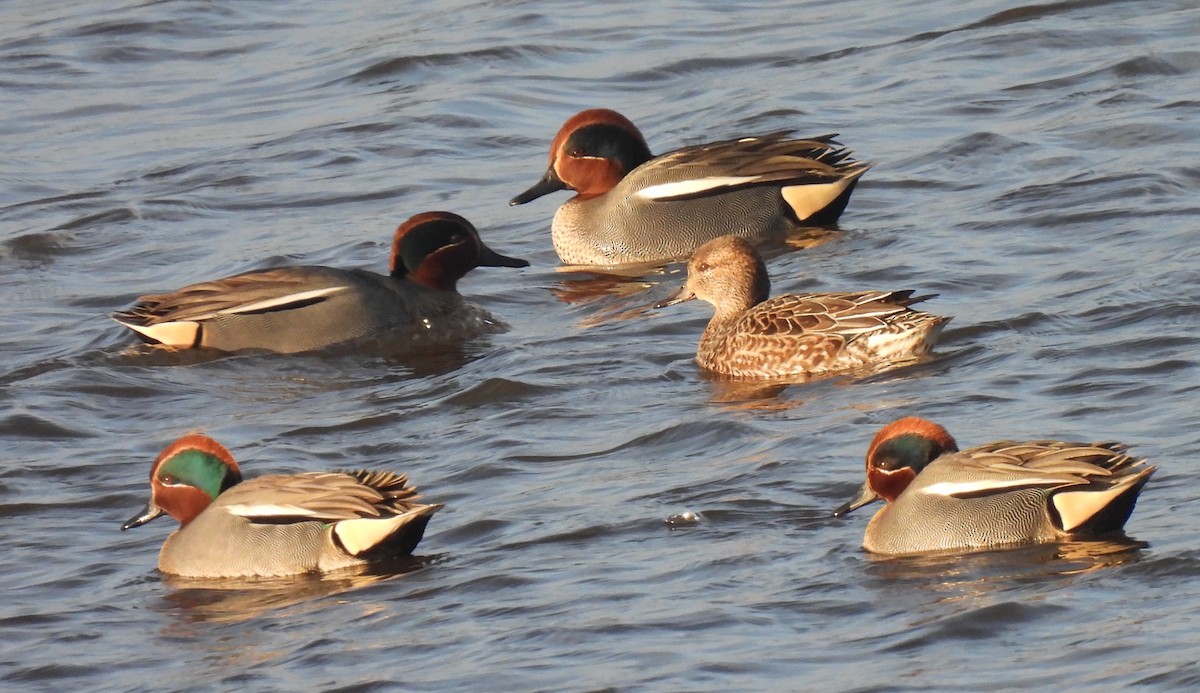 Green-winged Teal - ML614011339