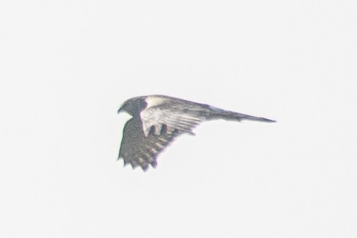 Pied Harrier - H Nambiar