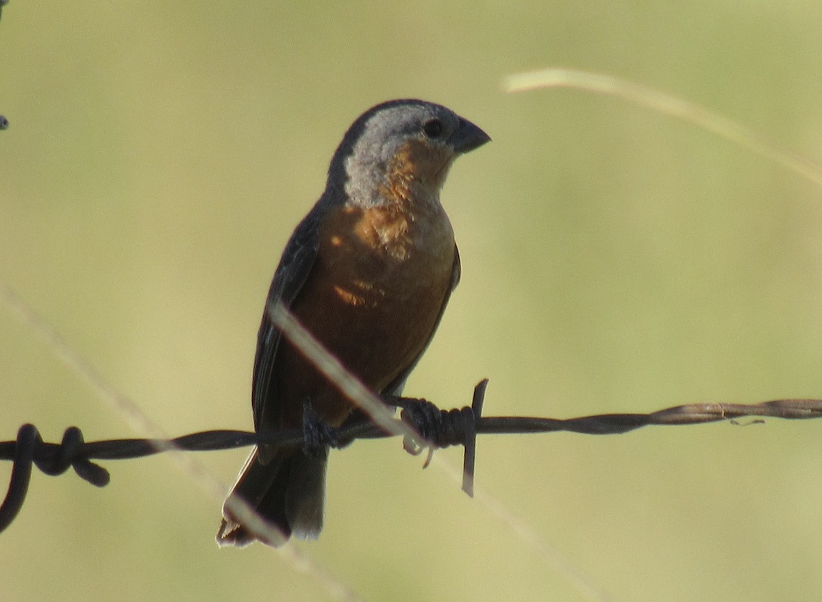 Tawny-bellied Seedeater - Matias Almeida