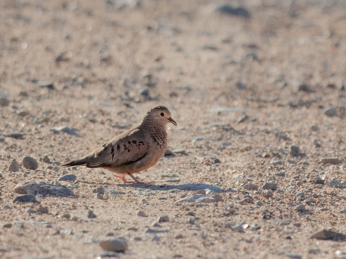 Common Ground Dove - ML614011428