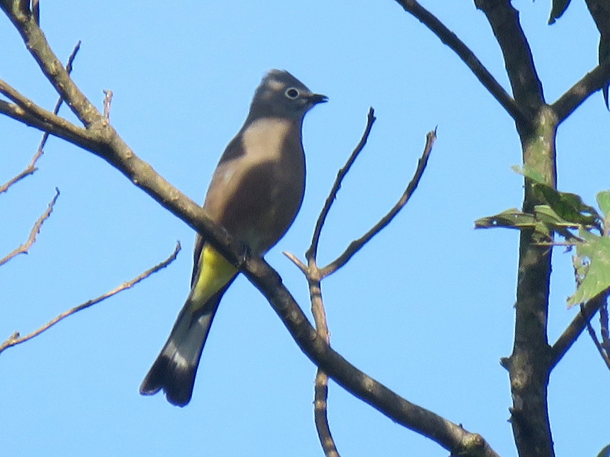 Gray Silky-flycatcher - ML614011430