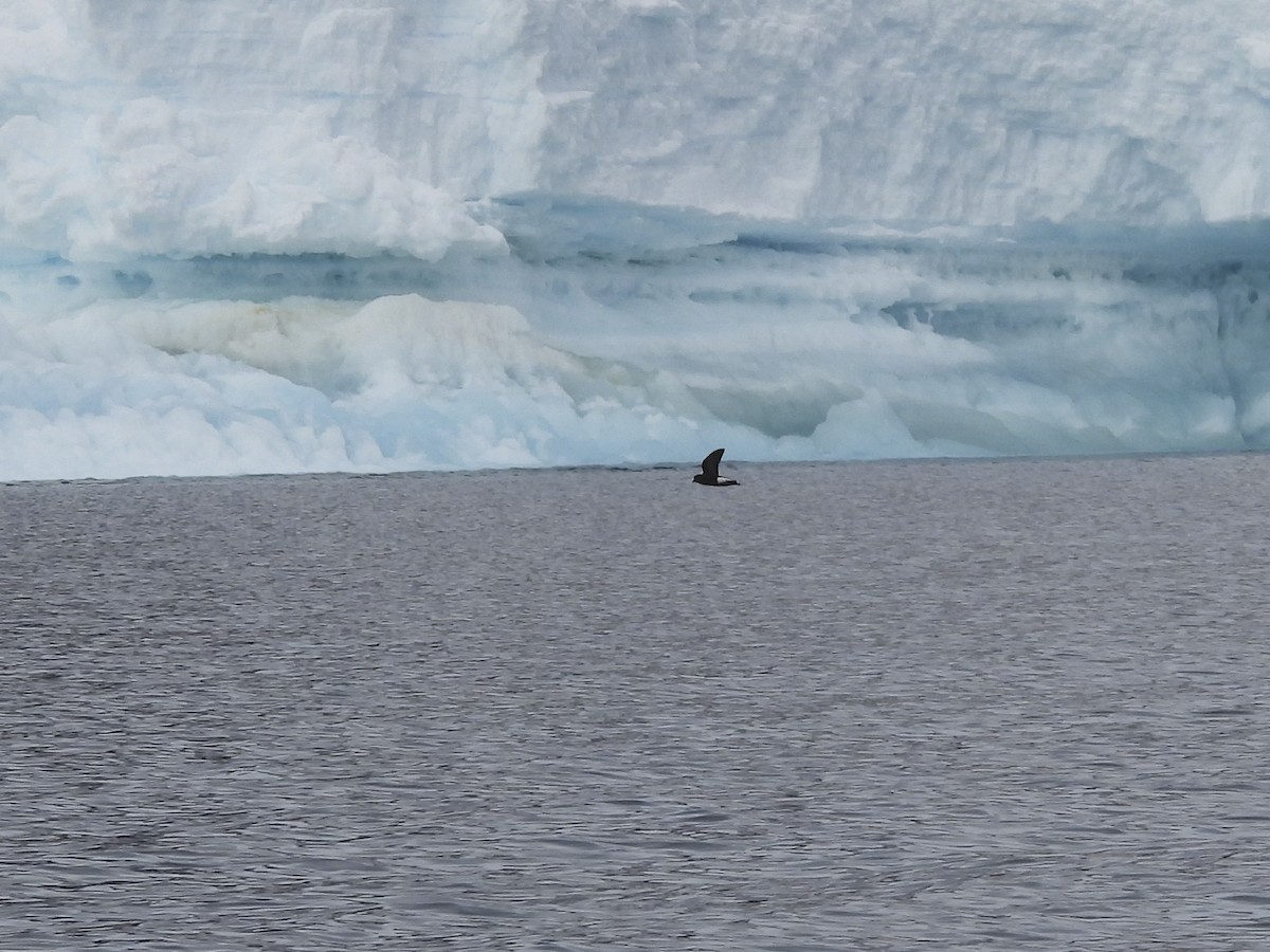 Wilson's Storm-Petrel - ML614011436