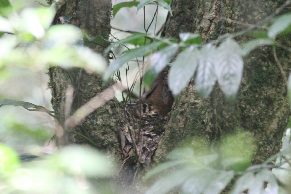 Spotted Ground-Thrush - ML614011471