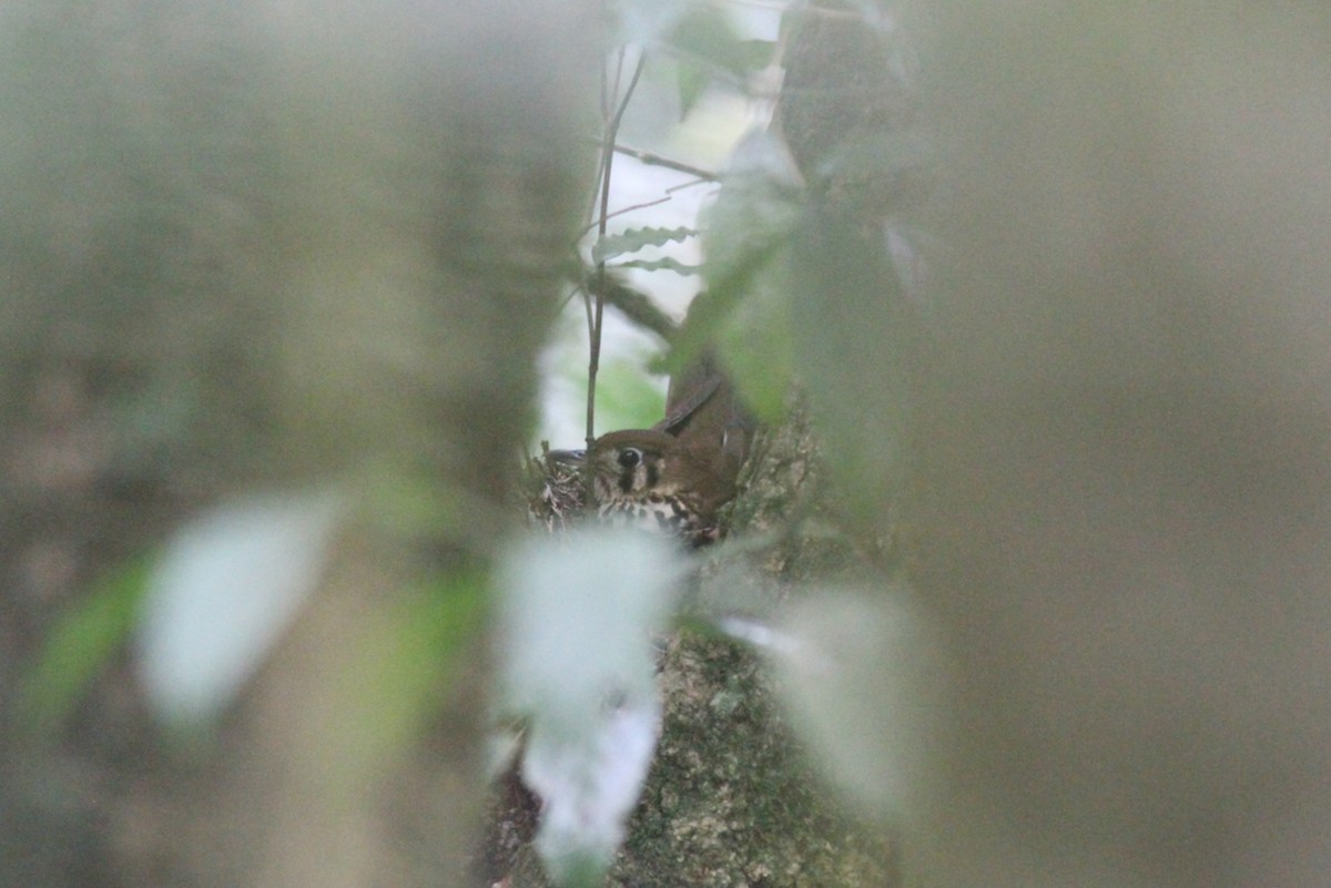 Spotted Ground-Thrush - ML614011472